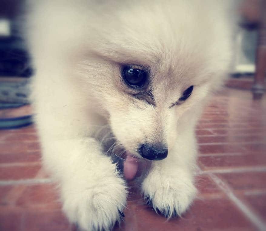 Dog playing ice cubes - Pomeranian