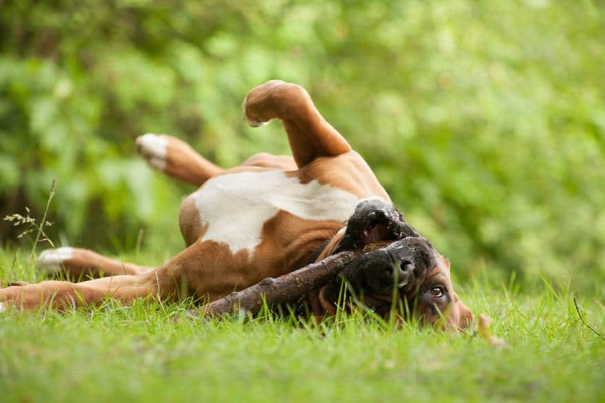 Boxer dog rolling in the grass with a stick in mouth