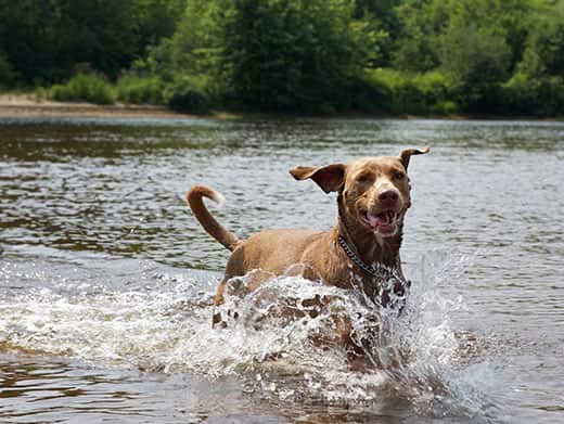 Brown dog running in the river