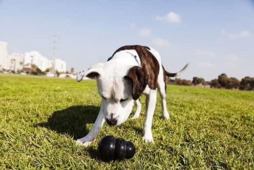 Dog sniffing at a rubber chew toy outside in a park.