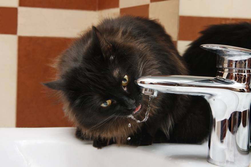 fluffy cat drinking from the tap water in the bathroom
