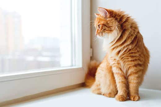 fluffy-ginger-cat-looking-out-window. Fluffy ginger cat siting on window sill and waiting for something.