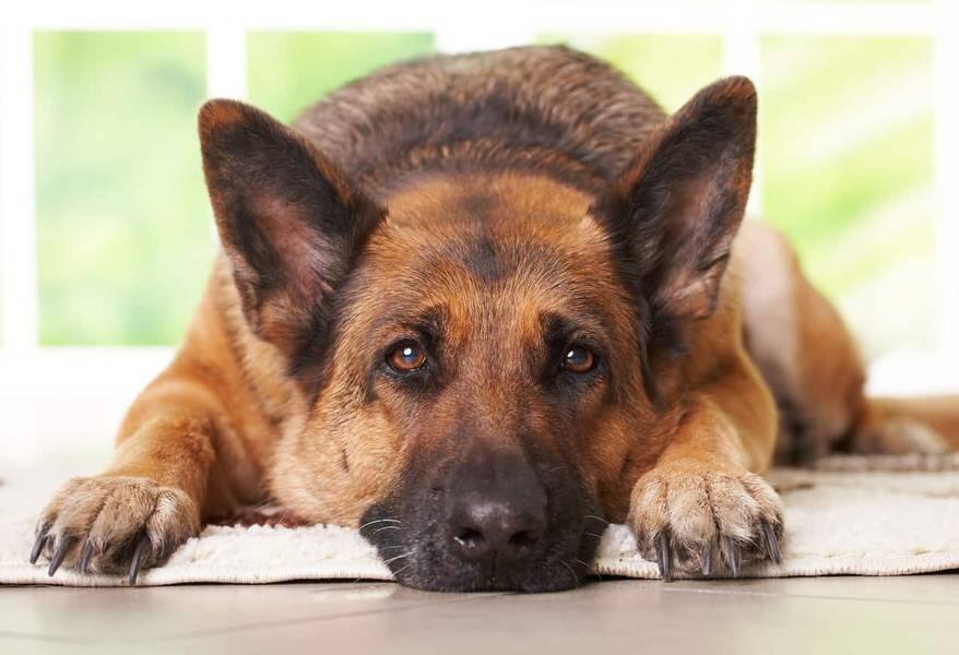 German shepherd laying on the carpet in home