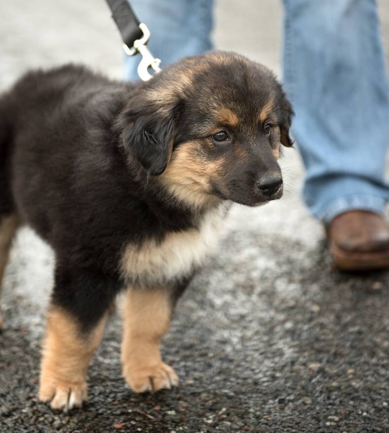 german-shepherd-puppy-on-leash German Shepherd puppy on a leash outside.