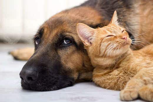 Ginger cat cuddles up to German shepherd dog while lying on ground.