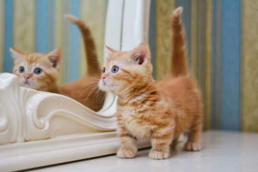 ginger munchkin cat looking into mirror