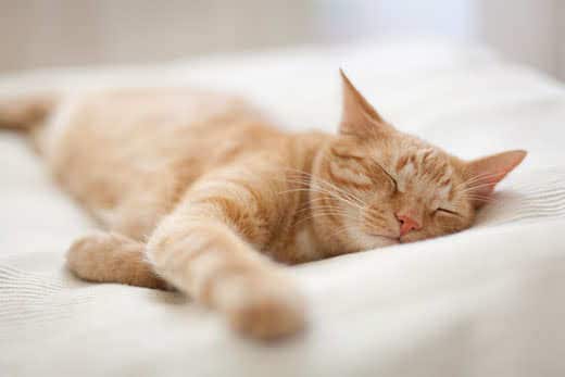 Ginger tomcat sleeping on white pillow-SW