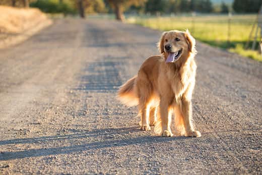 golden-retriever-standing-on-country-road-SW Golden retriever dog walking on a country dirt road