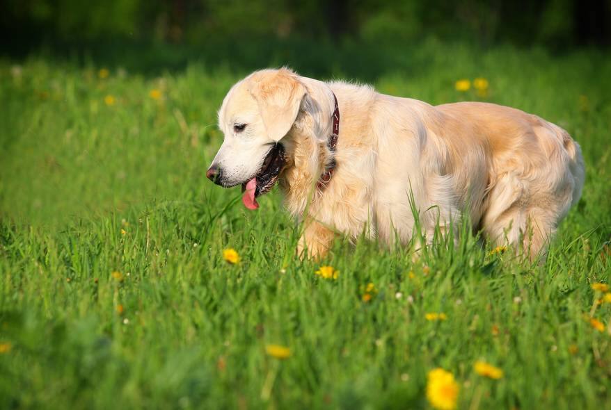 Golden retriever walks in a field filled with dandelions.