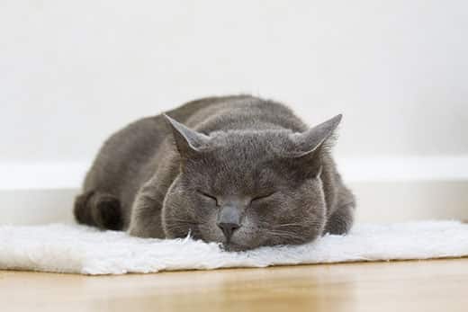 Gray cat asleep on white rug.