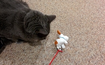Gray cat plays with a stuffed toy attached to string.