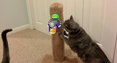 gray cat using a cat scratching post with a child's toy attached.