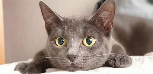Gray cat with dilated pupils