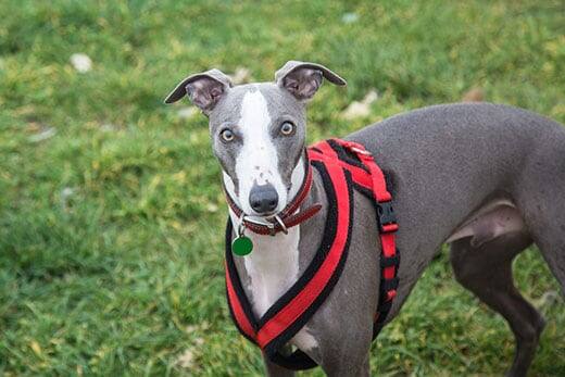 greyhound-wearing-red-harness-in-grass-SW Greyhound wearing a red harness stands in the grass.