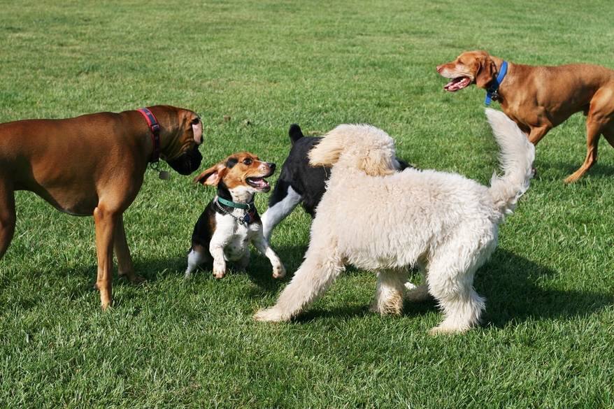  group-of-dogs-playing