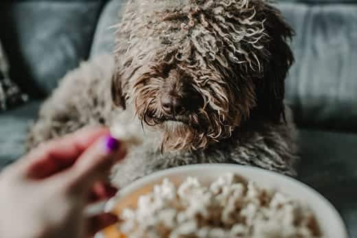 Blurred image of hand holding piece of popcorn near popcorn bowl in foreground, while a scruffy dog looks on close by.