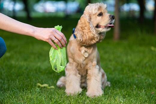 hand-holds-dog-poop-bag-near-cocker-spaniel-SW Female hold green plastic bag with dog poop near a cocker spaniel.