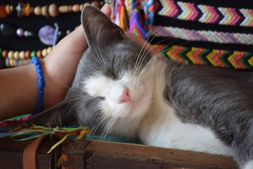 hand-scratches-gray-white-cat-head-SW Happy cat with eyes closed sitting on a jewelry display while a person scratches her ears