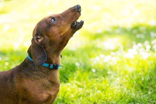 Howling Dachshund dog 