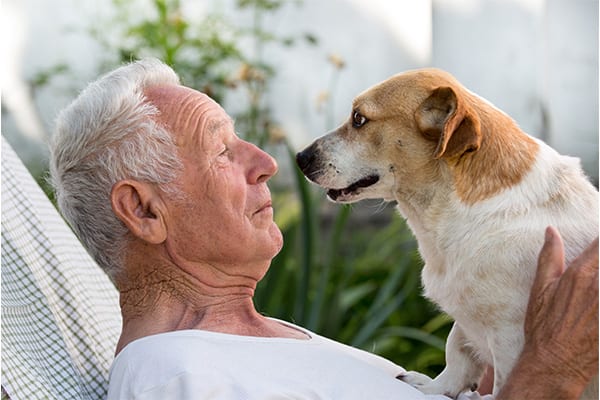 A senior beagle and man look at each other.