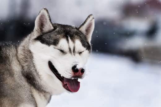 Siberian husky with pink nose closes eyes in a wintery outdoor scene.