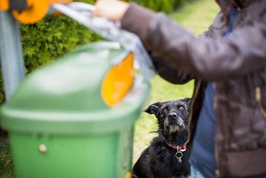 human-puts-waste-in-trash-dog-looks-on-SW Dog looks on as human places waste in trash bin.