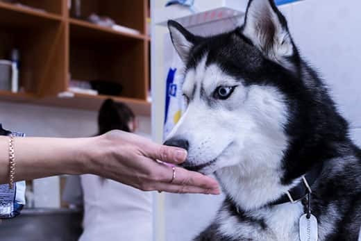 Siberian Husky sniffs human hand in medical office.