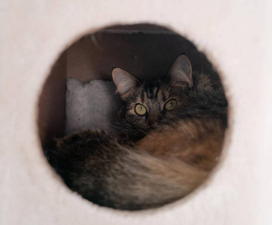 cat hiding inside a play box