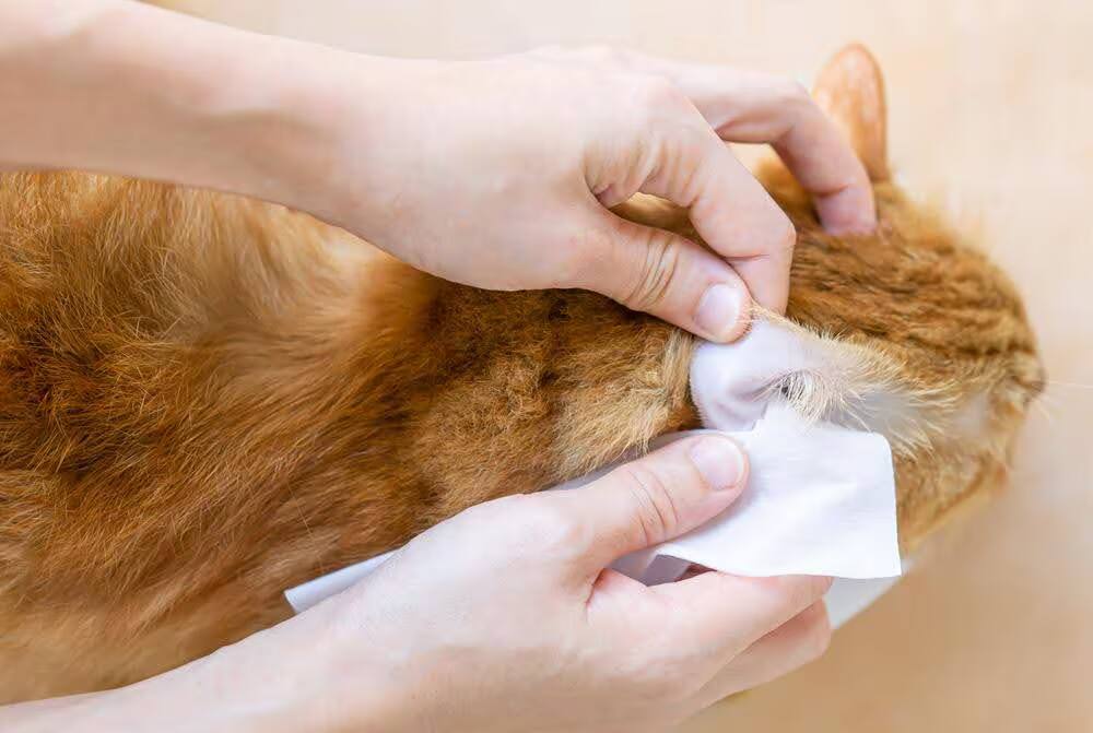 person cleans out the ears of a orange cat