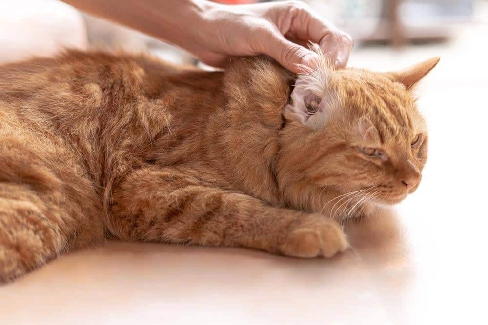 orange cat's ear being inspected by owner
