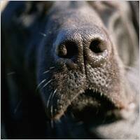 Close up of a black lab's nose.