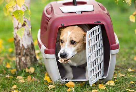 Jack Russell terrier mix with paper in mouth pokes head out of red and white dog crate outdoors.