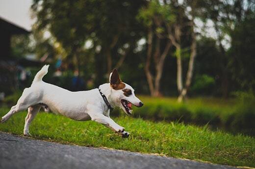 jack-russell-running-down-paved-path-SW Jack Russell terrier in collar running down a paved path.