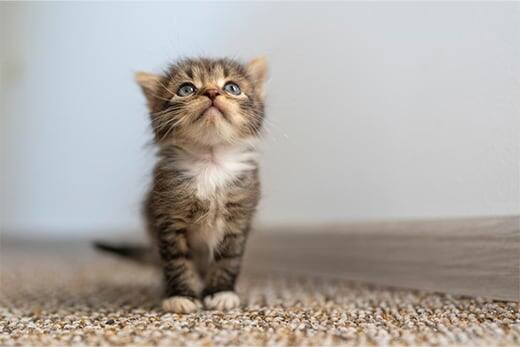 Kitten at home