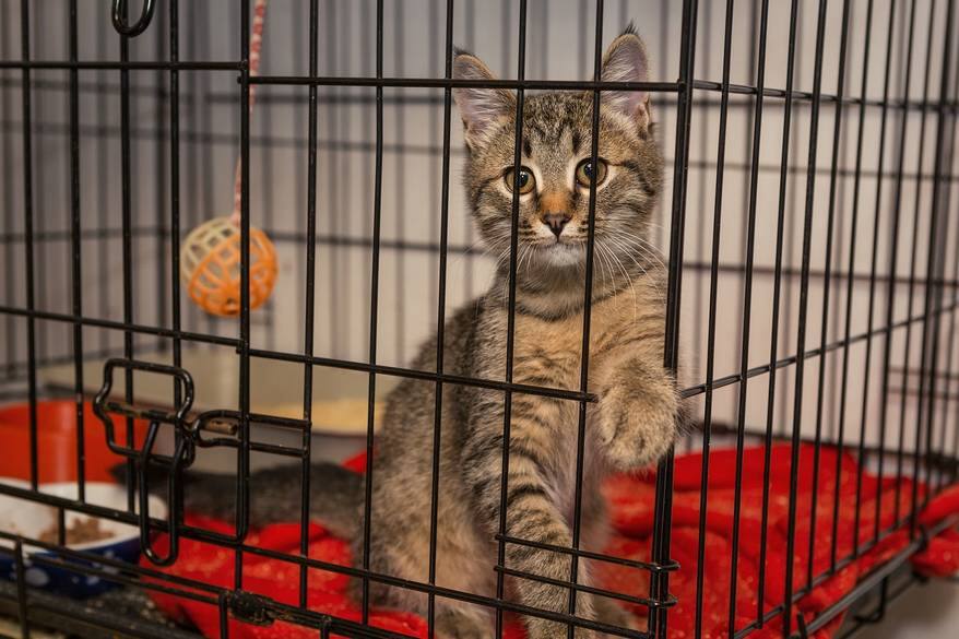 Little kitten in the shelter elegantly posing in a cage