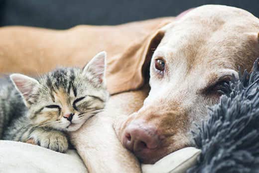 kitten-snuggles-with-senior-dog-on-couch-SW Small kitten snuggles up next to senior dog lying on the couch.