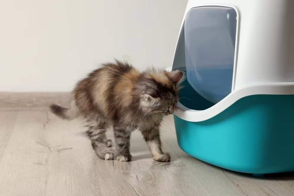 kitten using litter box