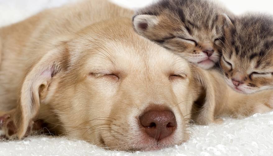 Yellow lab puppy and a kittens sleeping together