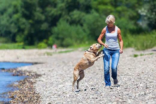 Woman walks on a beach with a labrador retriever that jumps up on her.