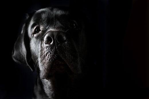 Closeup portrait of black Labrador dog on black background