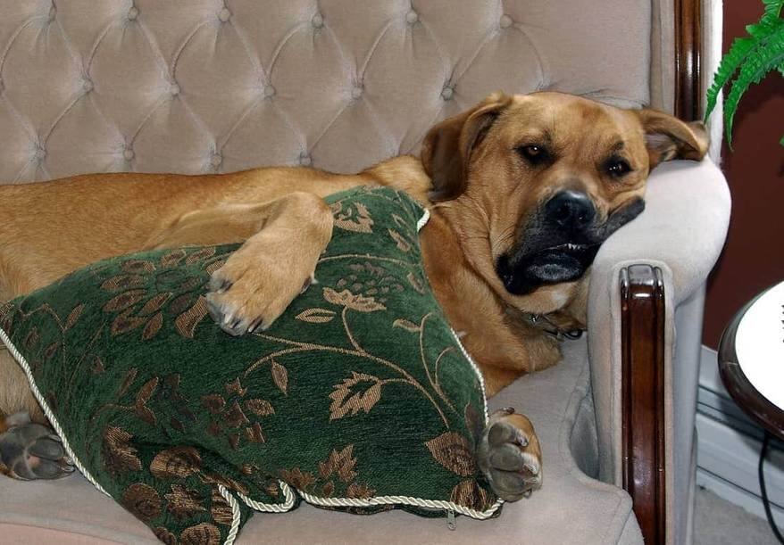 Large dog cuddles green pillow while laying on couch