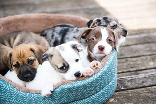 litter-of-mixed-puppies-in-dog-bed-SW Litter of Terrier Mix Puppies Lying in Dog Bed Outside on Wooden Deck.