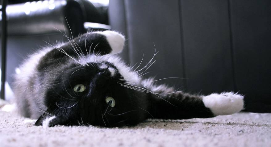 long-haired-black-white-cat-on-back Black and white long-haired cat rolls on back to be petted.