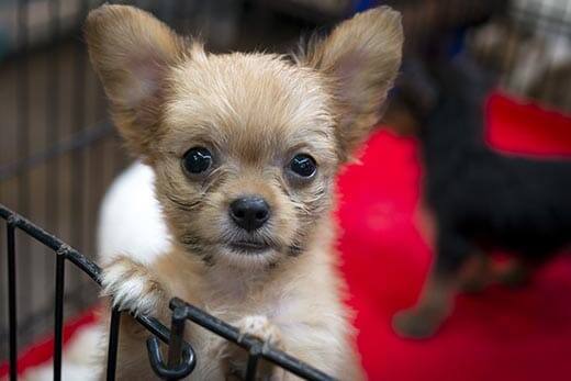 Long-haired chihuahua puppy standing up against a puppy pen on red carpet.