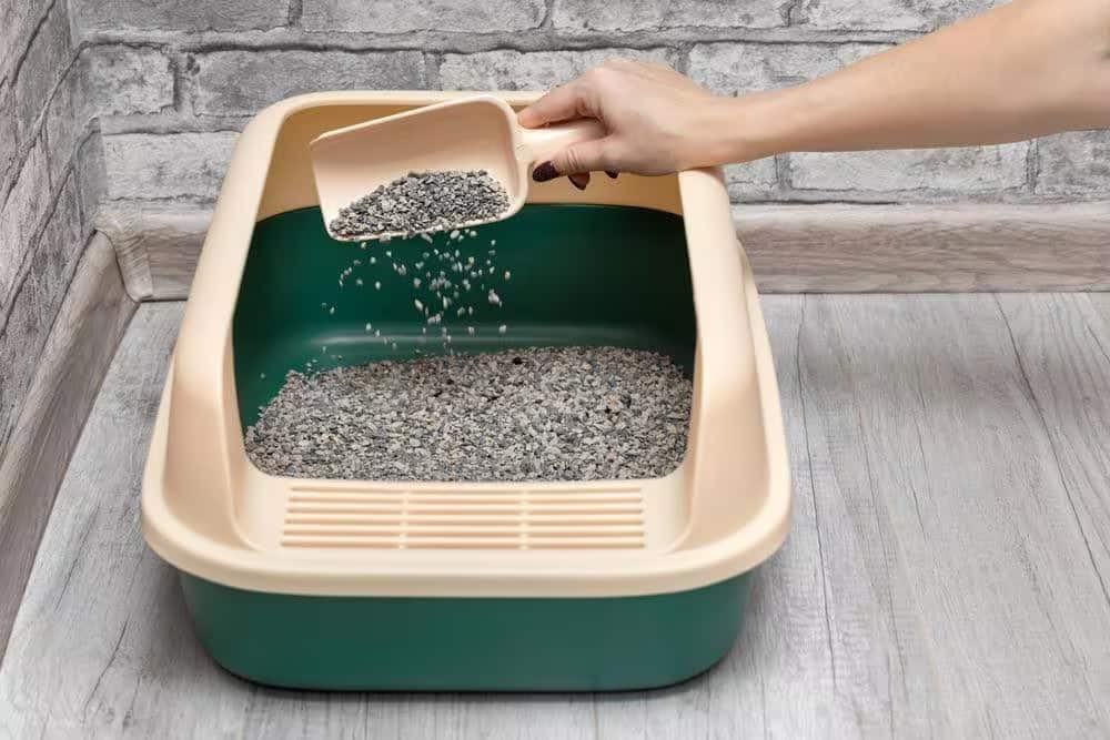 maintan litter box best practices