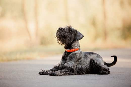Miniature schnauzer puppy in an orange collar laying on a asphalt path outdoors looking up in autumn.