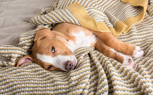 mixed-breed-puppy-wrapped-up-in-yellow-striped-blanket-SW Mixed Breed puppy laying on side is covered up in a yellow and gray striped blanket.