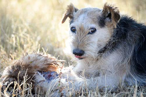 mutt-lying-in-field-licking-lips-near-dead-bird Mutt dog lying on ground in a field licking lips next to a dead bird.