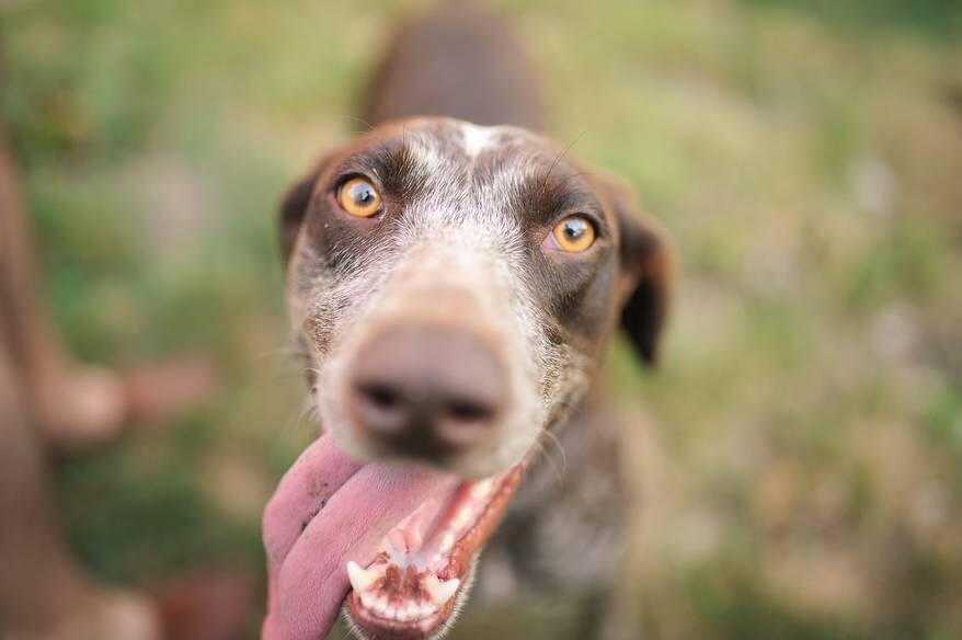 Older brown dog with tongue out at the park.