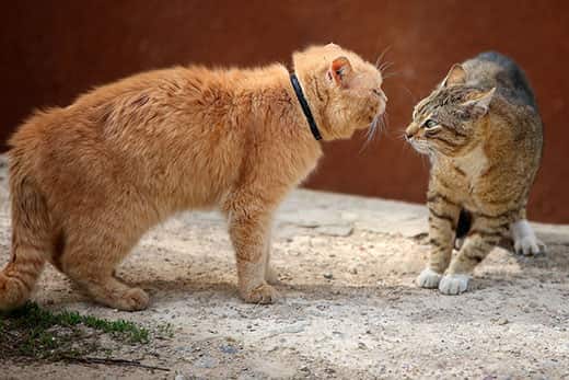 Orange cat intimidating a striped tabby cat.